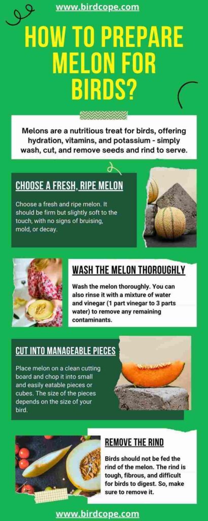 An infographic showing how to prepare melon for birds.