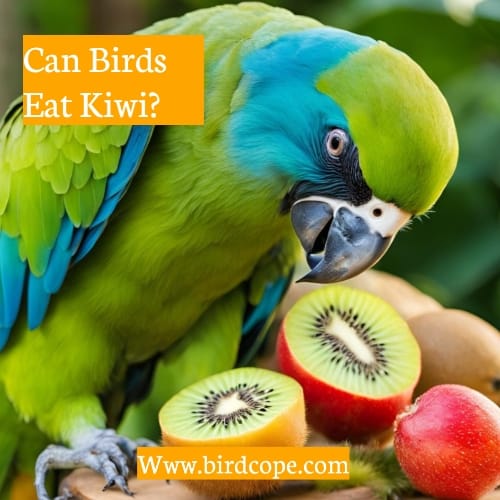 Can Birds Eat Kiwi?