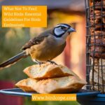 What Not to Feed Wild Birds: Essential Guidelines for Bird Enthusiasts