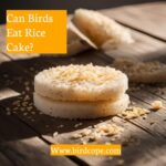 Can Birds Eat Rice Cakes? A Comprehensive Guide