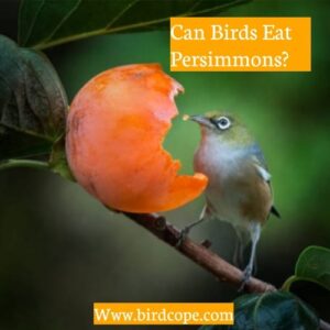 Can Birds Eat Persimmons?