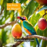 Can Birds eat Mango?