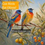 Can Birds Eat Olives? Discover the Truth About This Tasty Treat!